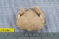 藏品(公雞饅頭蟹)的圖片